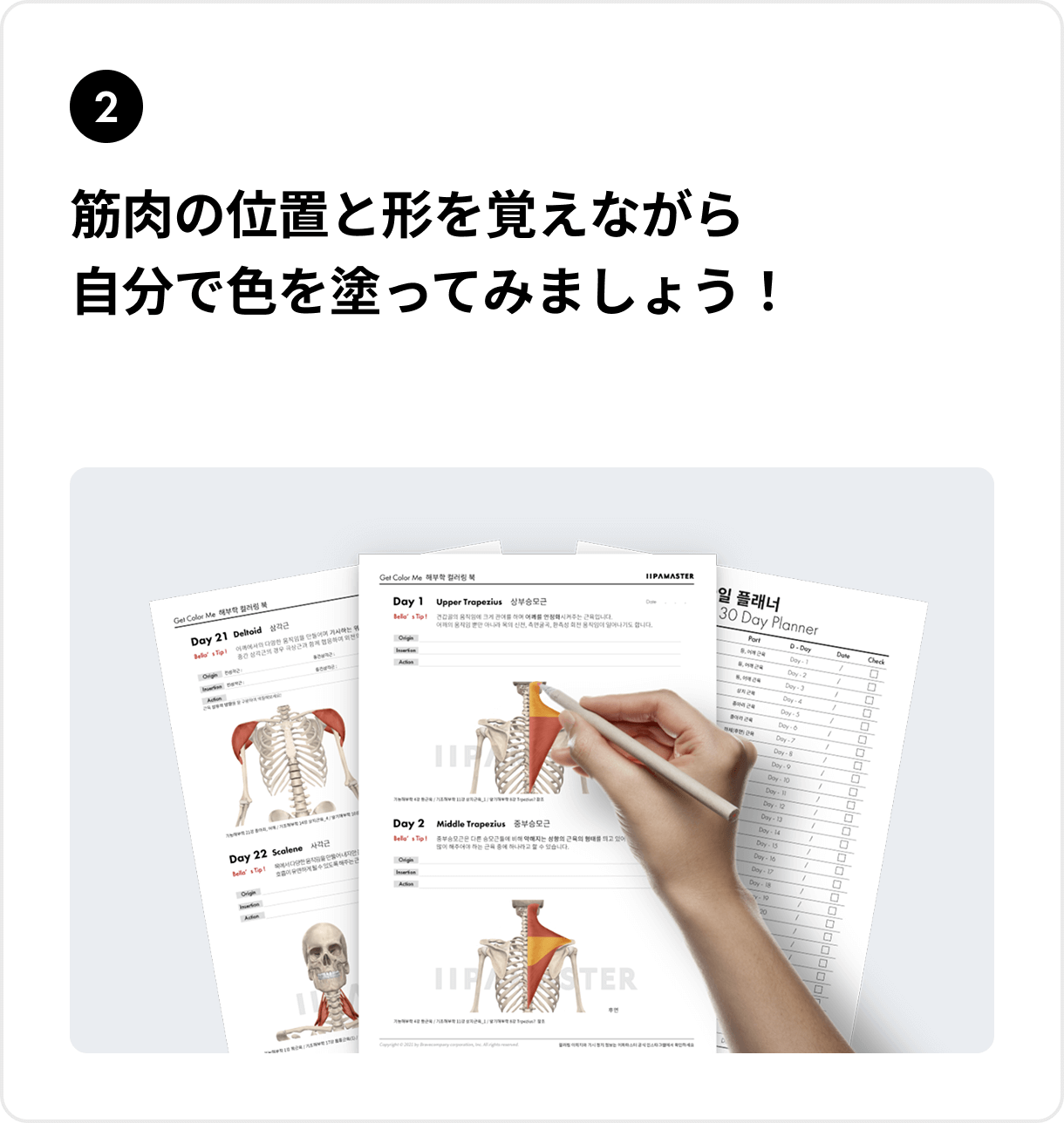 筋肉の位置と形を覚えながら自分で色を塗ってみましょう！