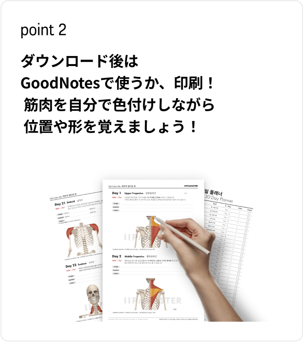 ダウンロード後はGoodNotesで使うか、印刷！ 筋肉を自分で色付けしながら 位置や形を覚えましょう！