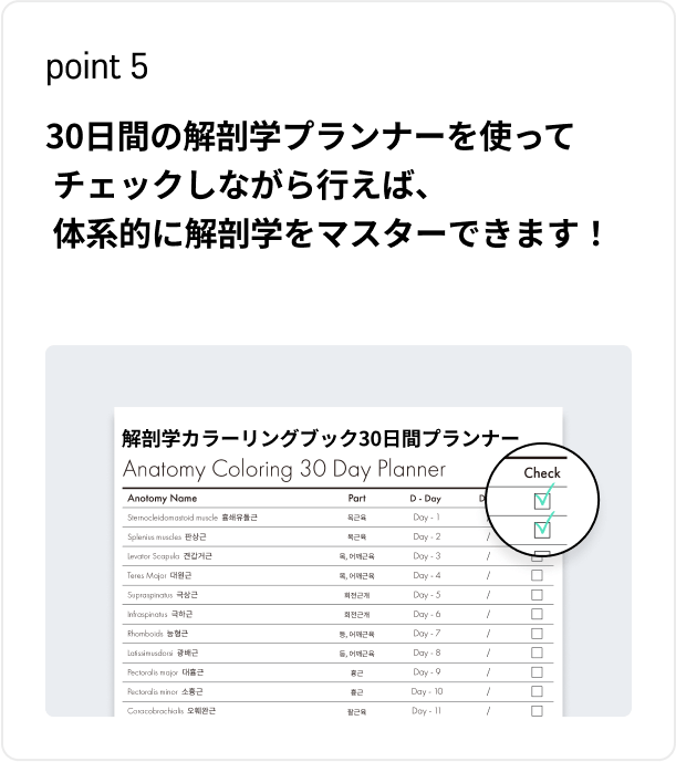 30日間の解剖学プランナーを使って チェックしながら行えば、 体系的に解剖学をマスターできます！